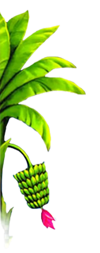 Banana Tree Left